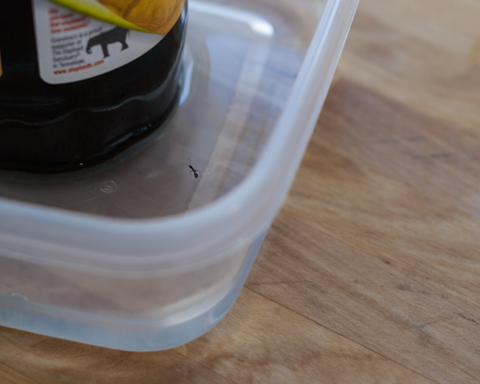 Ant Proofing in Sweeteners & Baked Goods | Flour Arrangements