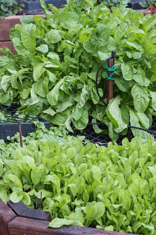 A departure from traditional basil pesto, this arugula-basil pesto blends spicy arugula, sweet basil, and fresh mint to create a unique summer recipe. Pine nuts, slivered almonds, garlic, and capers round out the flavors in this easy, versatile sauce. 